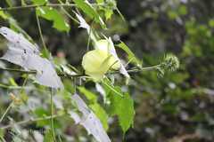 Hibiscus lunariifolius